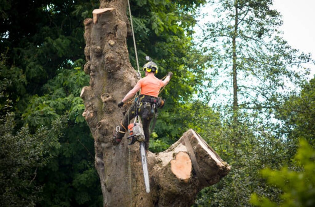 An arborist cutting a large tree trunk using a chainsaw during tree removal in Lyndhurst, OH