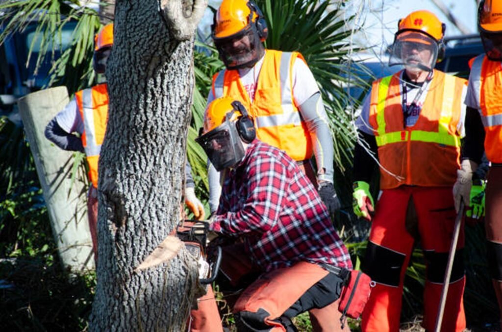 Tree removal crew cutting tree safely with chainsaw and protective gear in Lyndhurst, OH