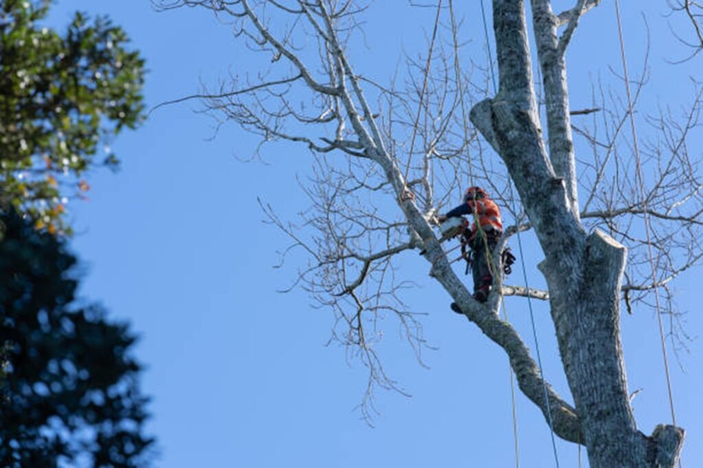 Tree removal crew cutting down a large tree safely near home in Lyndhurst, OH