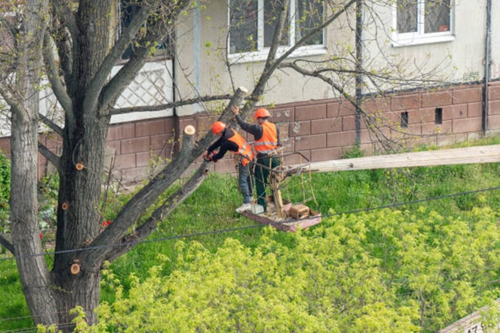 Tree trimming and pruning service improving tree health and structure in Lyndhurst, OH