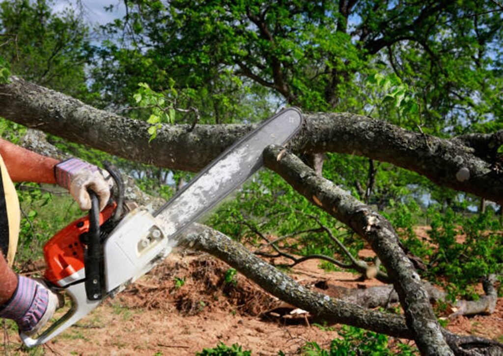 Large tree safely removed from residential property in Lyndhurst, OH by professional tree service crew